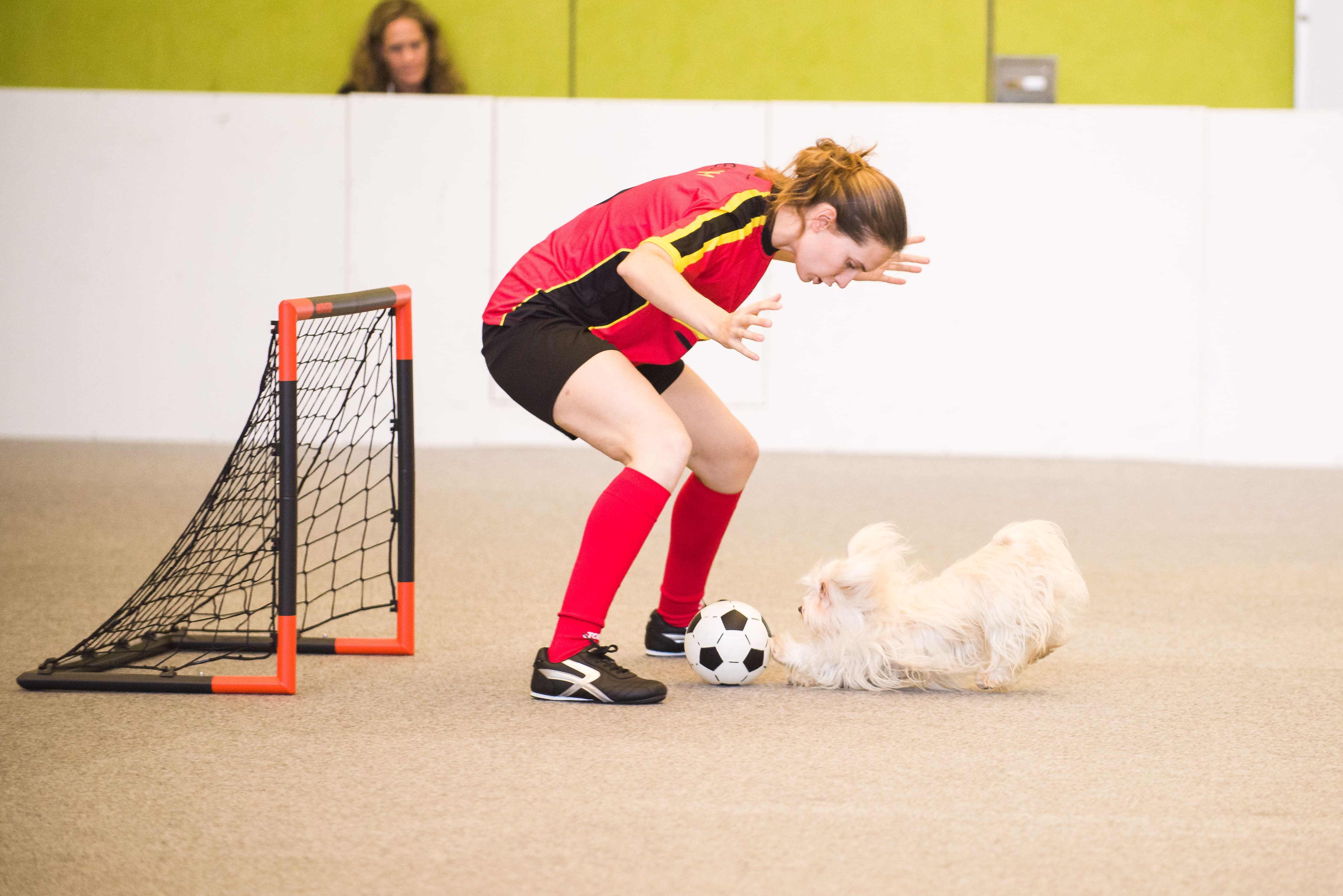 Dogdance main visual